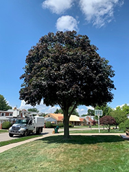 Tree Care Request