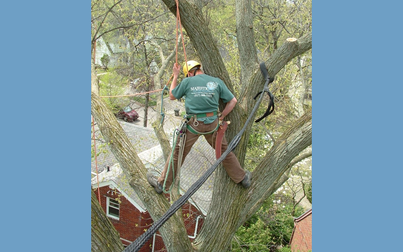 Majestic Tree Care Specialists For All of Your Tree Care Needs