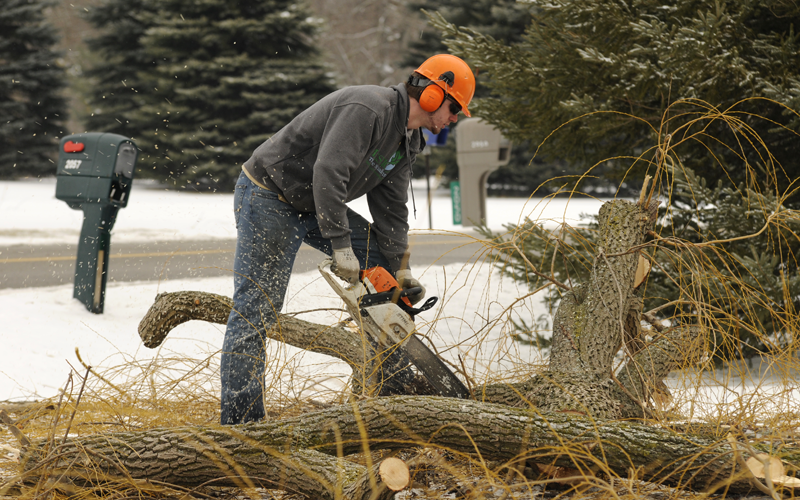 Majestic Tree Care Specialists For All of Your Tree Care Needs