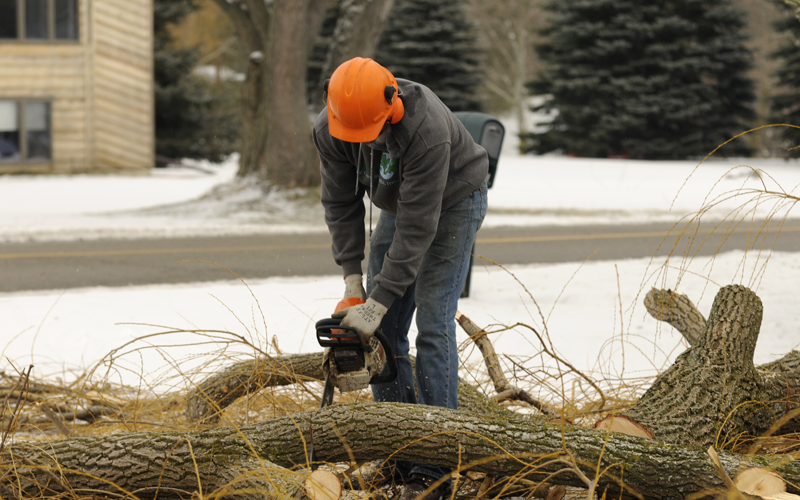 Majestic Tree Care Specialists For All of Your Tree Care Needs