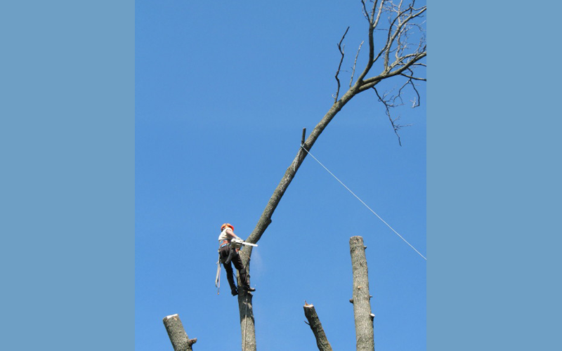 Majestic Tree Care Specialists For All of Your Tree Care Needs